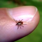 CDC Instructions for Properly Removing Ticks