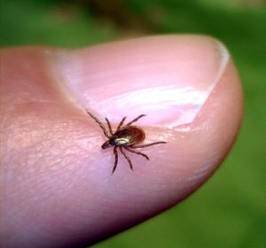 CDC Instructions for Properly Removing a Tick