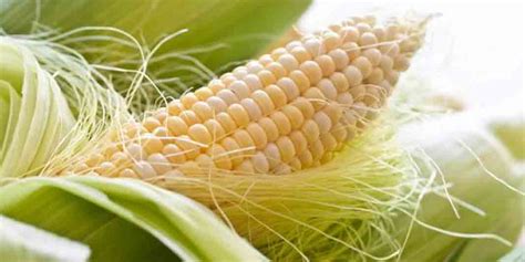 Uses for Corn Silk With Recipes