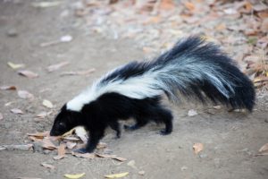Trapping and Prepping Skunk for Eating