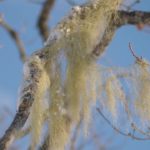 Old Man’s Beard,  Medicinal Herb of the Forest