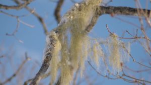 Old Man's Beard, Medicinal Herb of the Forest