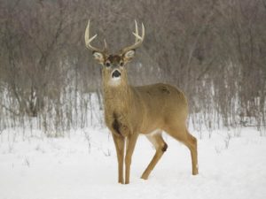 Shooting Accuracy: Essential Tips to Make You a Better Deer Hunter