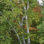 Paper Birch Trees Medicinal Uses