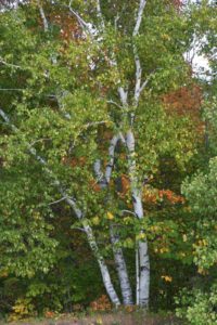 Paper Birch Trees Medicinal Uses