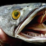 The Creepy Fish The Dept. of Natural Resources is Telling Anglers to Kill Immediately