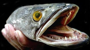 The Creepy Fish The Dept of Natural Resources is Telling Anglers to Kill Immediately