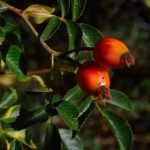 Food Producing Bushes That Can Provide For The Winter Months