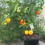 Fruit Salad Trees: What They Are & How to Grow Them