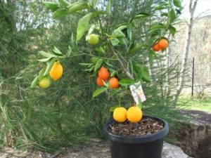 Fruit Salad Trees: What Are They & How to Grow Them