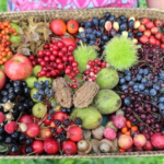 50+ EDIBLE WILD BERRIES & FRUITS ~ A FORAGERS GUIDE