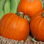 Off-Grid Ways You Can Use A Fresh Pumpkin This Fall